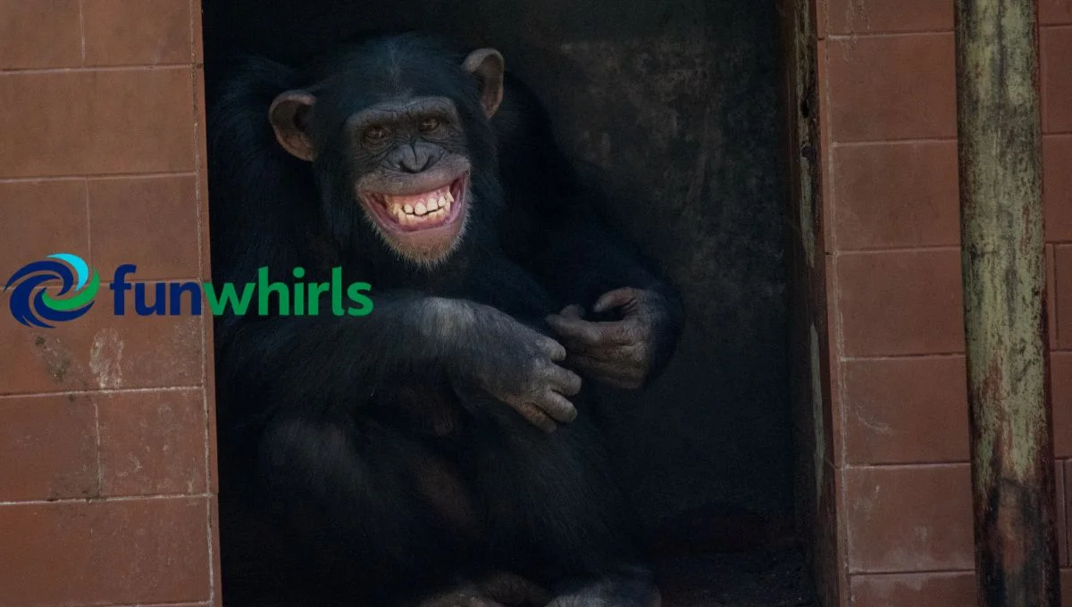 Ape Fun Facts