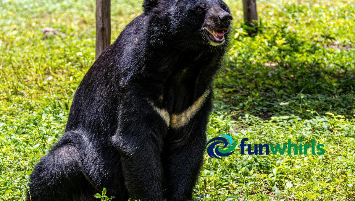 Bear Fun Facts