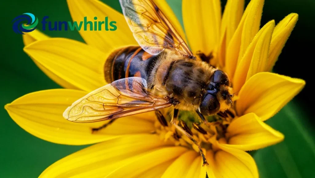 The Secret Social Life of the Hive