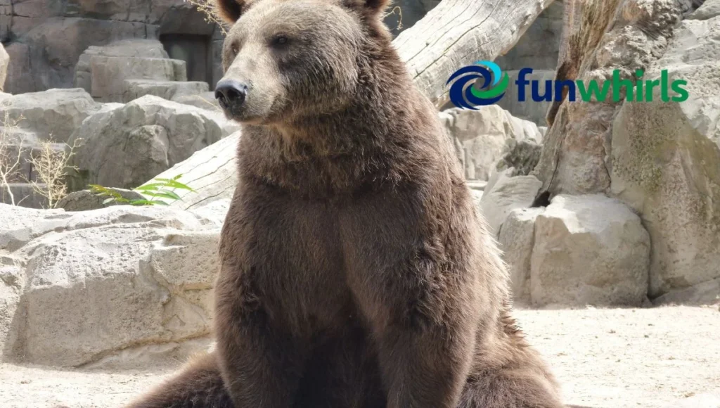 The Secret World of Bear Intelligence and Senses