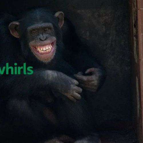 Ape Fun Facts