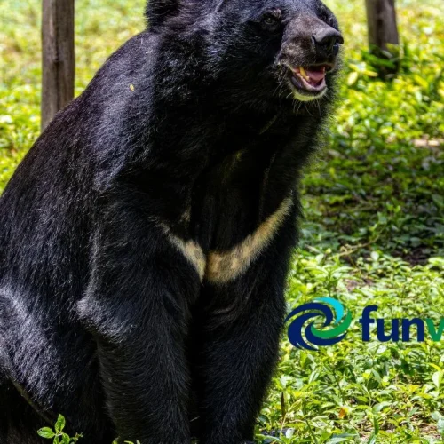 Bear Fun Facts