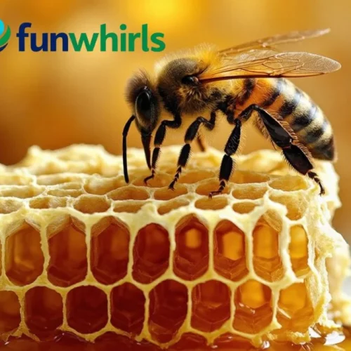 bees fun facts